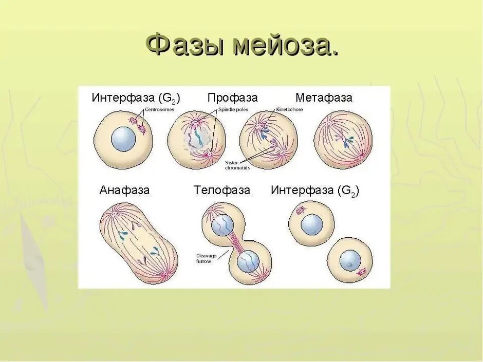 Мейоз стадии строение. Схема мейоза 1 деление. Основной механизм деления клетки мейоз. Биологическое строение мейоза.