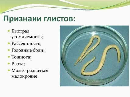 Глисты выявление