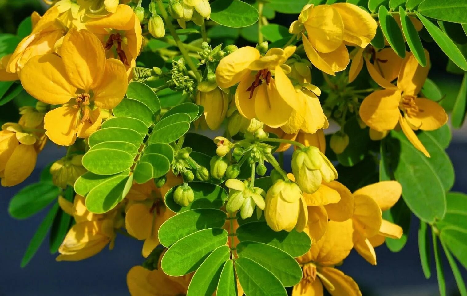 Кассия остролистная. Кассия остролистная специя. Кассия мимозовидная. Кассия остролистная. Cassia emulator.