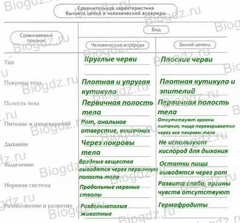 Сравнительная таблица человеческая аскарида и бычий цепень