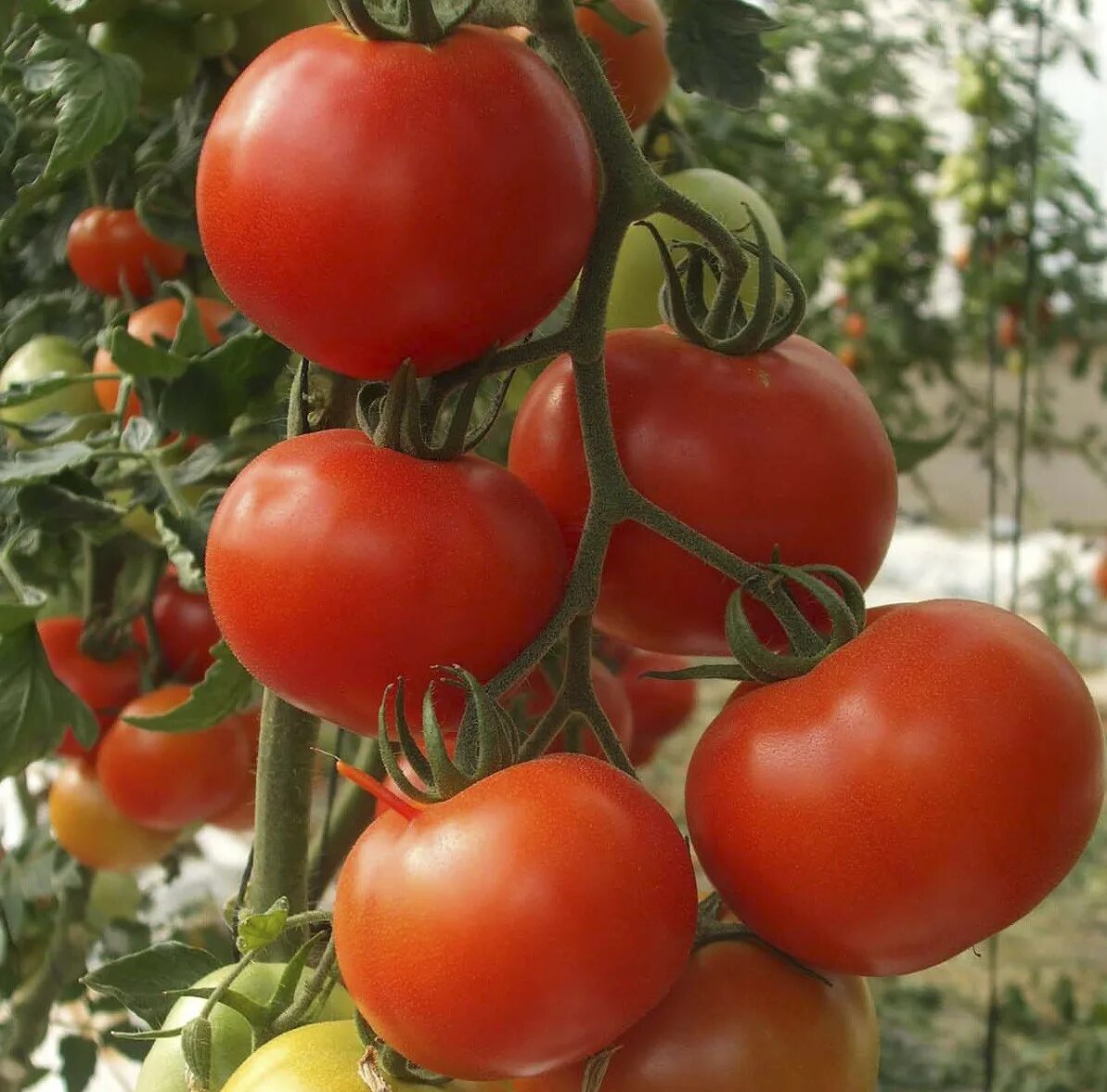 томат калабрези (сады россии). томат калабрези (сады россии). колобрезия томат. томат сорт калабрезе. томат сорт калабрезе.