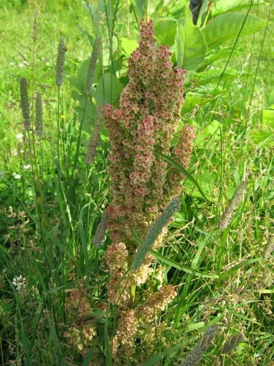 Форма половых губ персик щавель фото. Щавель конский (Rumex confertus). Ревень конский щавель. Конский щавель авелук. Щавель скученный.