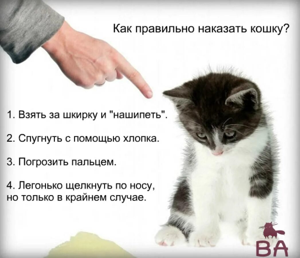 Как правильно воспитывать котенка. Наказание котенка. Кошка наказана. Котенок за шкирку. Кота держат за шкирку.