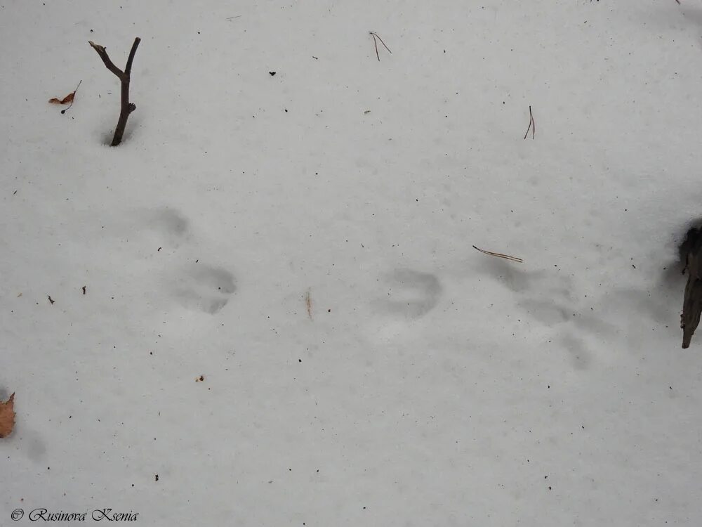 По следу крысы 2. Крысиные следы на снегу. Следы крысы по снегу. Следы черта на снегу. Следы дьявола на снегу.