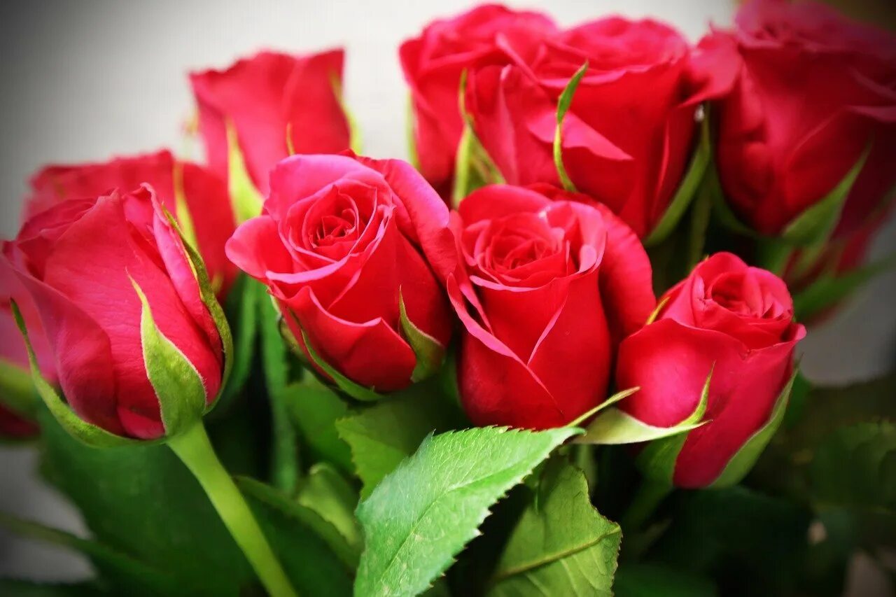 Красивый букет роз. Красивый букет красных роз. Алые розы.