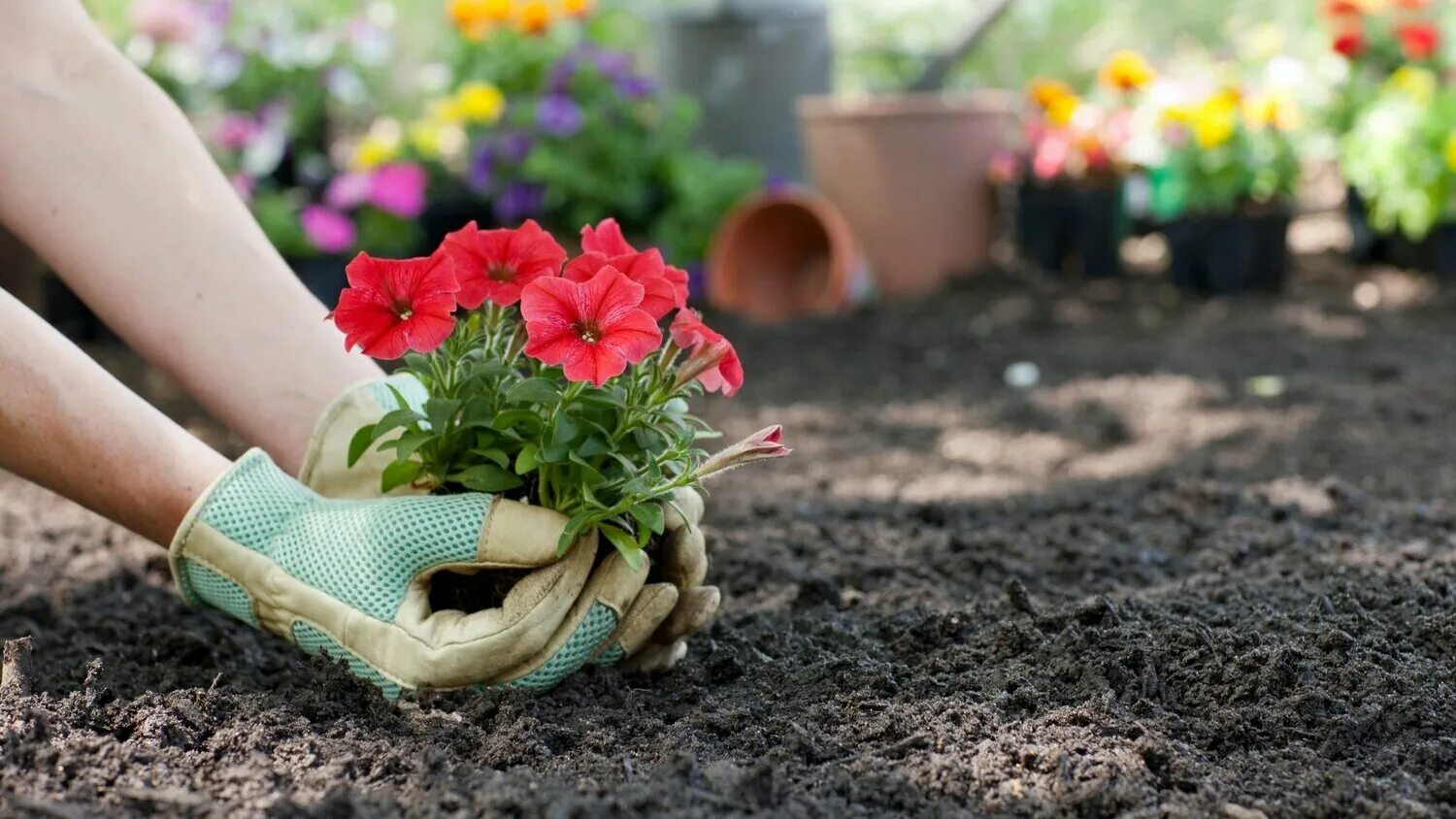 сажать цветы. садить или сажать. начало посадки в огороде. запретили сажать цветы. мои цветы на даче.