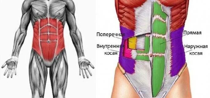 Поперечная мышца живота анатомия. Поперечная и внутренняя косая мышца живота. Косые мышцы живота. Косые мышцы живота анатомия.