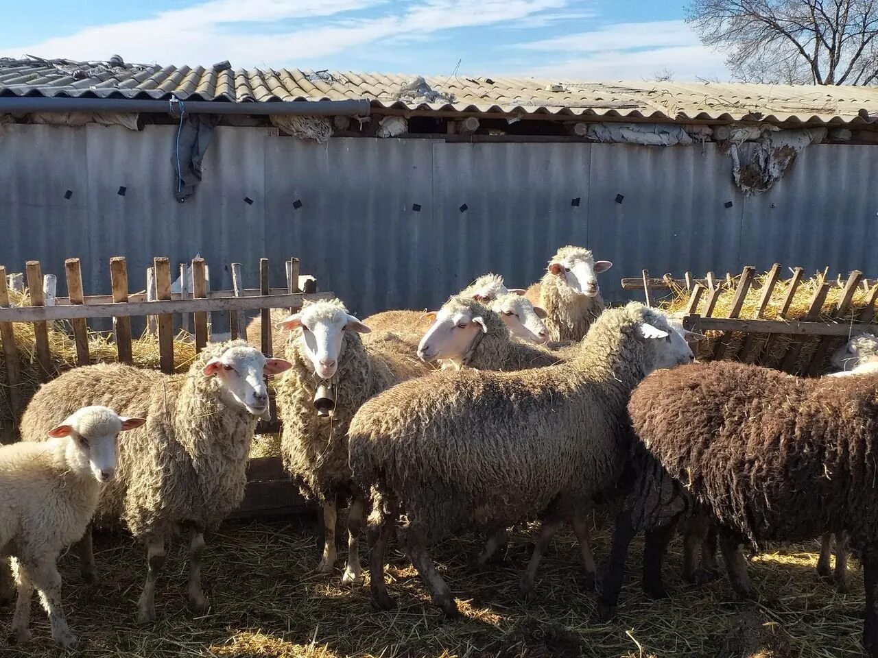 Авито породы овец. Овцеводство в Башкирии. Овцеводство в Чувашии. Овцы на продажу. Бараны на продажу.