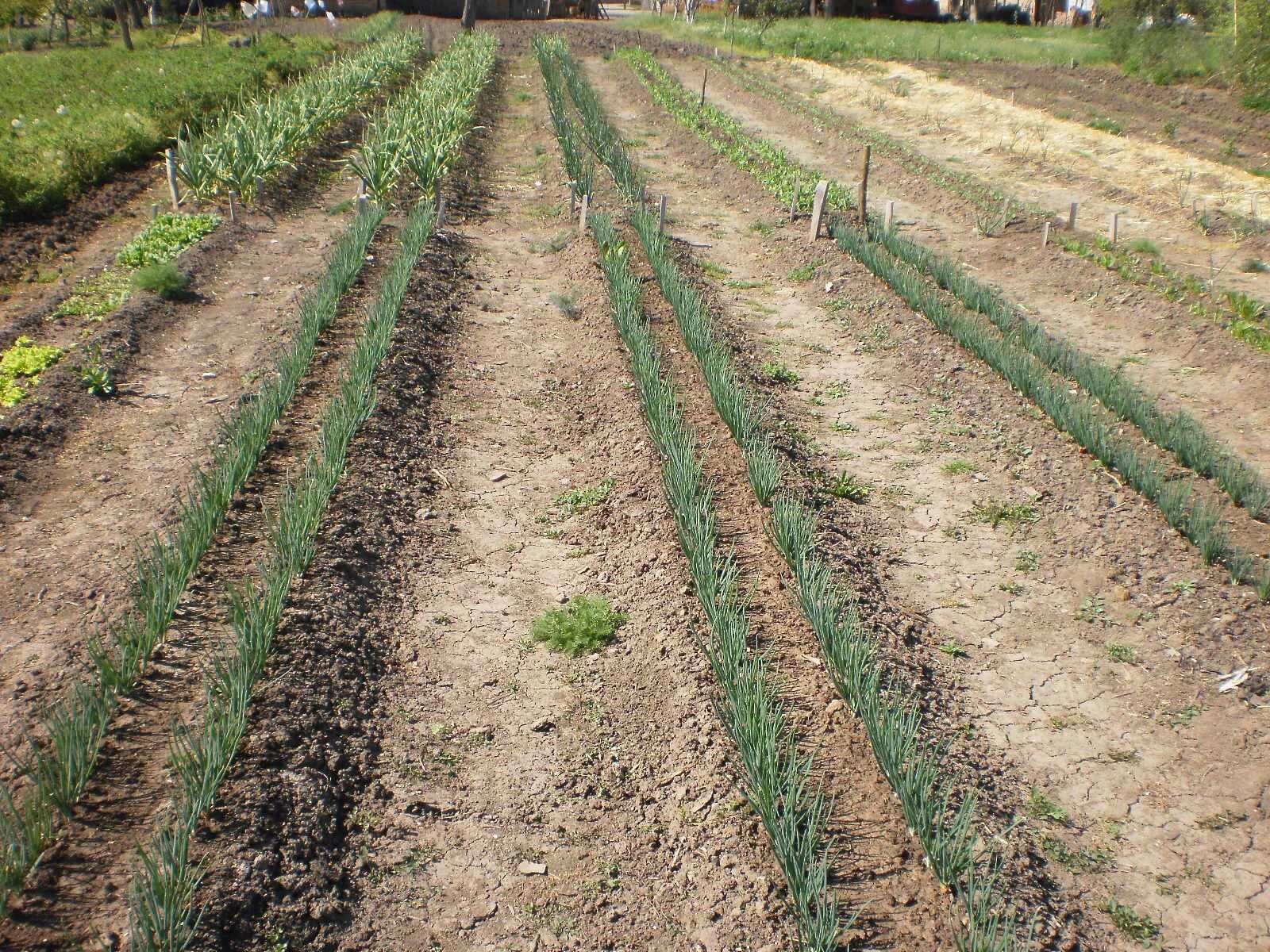 планировка грядок на огороде 1 сотках. грядки большие огороды. насыпные грядки. мидлайнер грядки. огородные грядки овсинского.