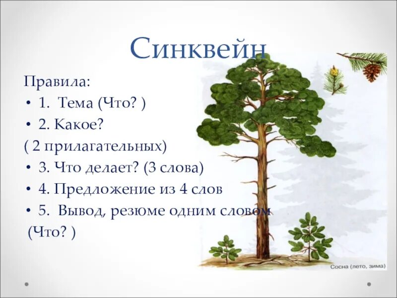 Синквейн дерево. Синквейн ель. Синквейн дуб. Синквейн на тему елка. Характеристика слова дерево