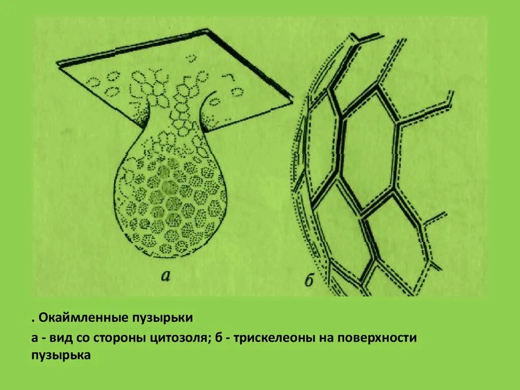 Окаймленные пузырьки. Виды окаймленных пузырьков. Окаймленные везикулы. Окаймленные пузырьки и ямки.