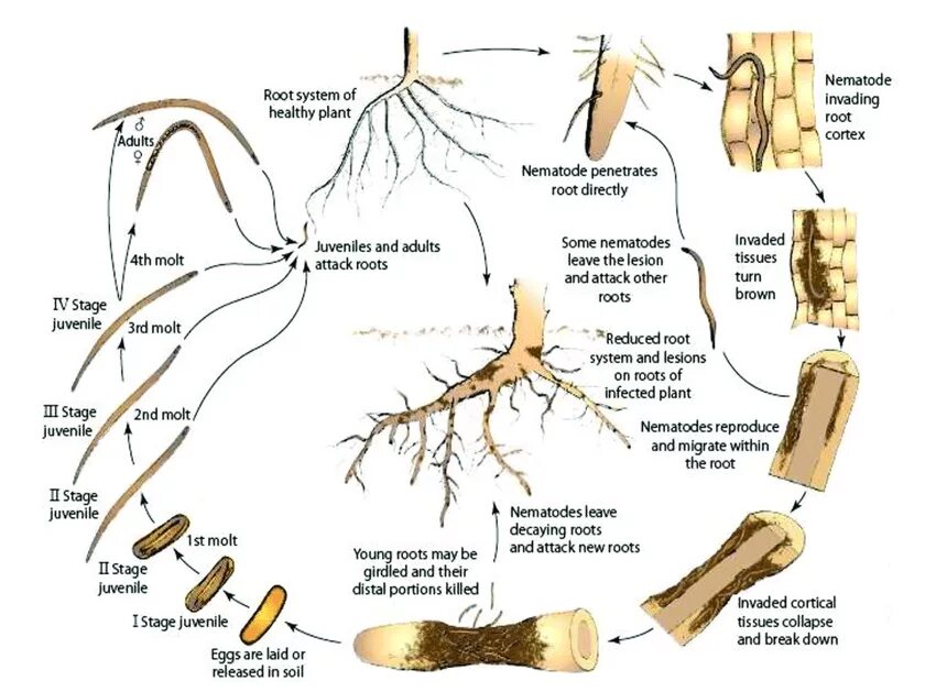 Meloidogyne SP строение. Soil nematodes. Meloidogyne SP самка строение. Nematodes Anatomy.
