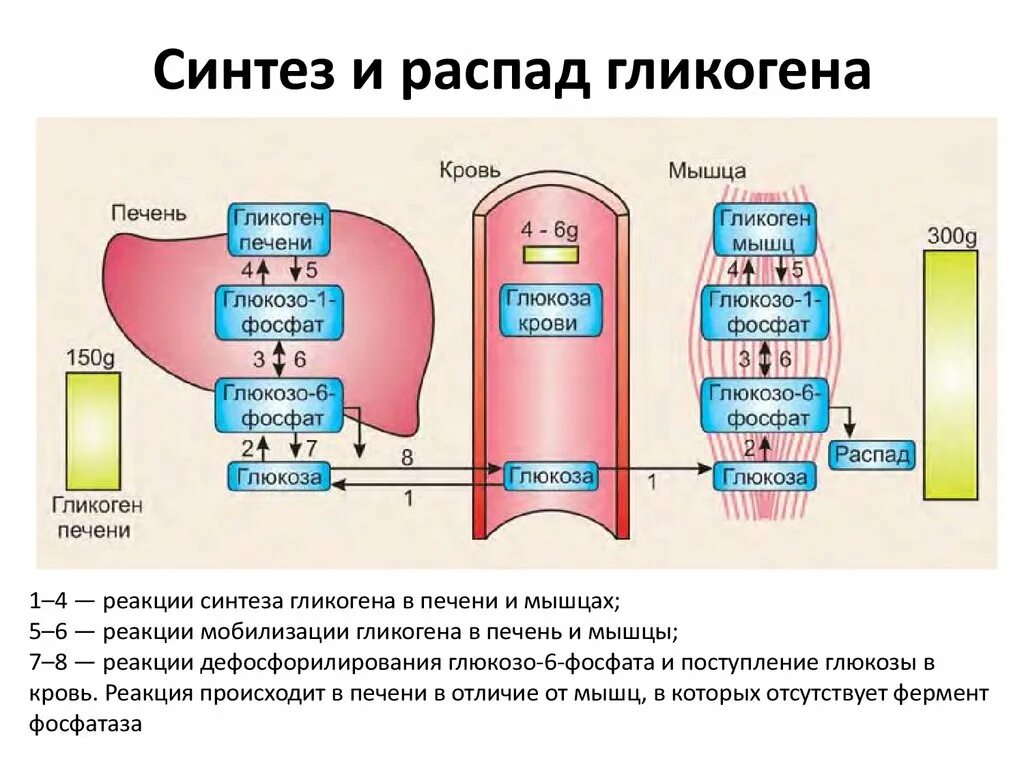 Распад крови. Схема распада гликогена в печени и мышцах. Регуляция биосинтеза и распада гликогена в печени и мышцах. Реакция синтеза и распада гликогена в печени. Схема распада гликогена в скелетных мышцах.