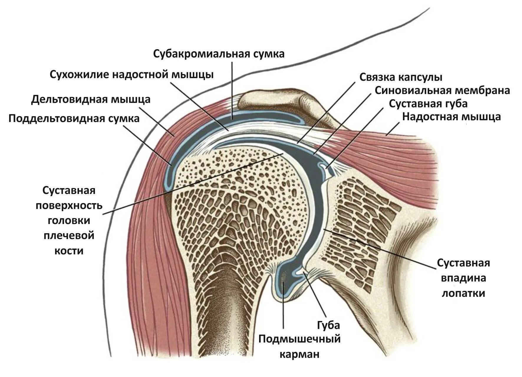 Плече це. Плечевой сустав анатомия строение. Капсула плечевого сустава анатомия. Строение плечевого сустава схема. Связочный аппарат плечевого сустава анатомия.