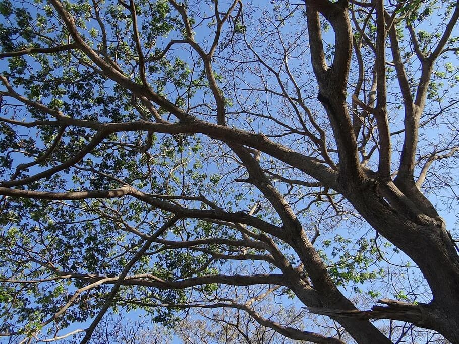 Rain tree