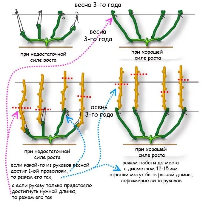 Схема формировки виноградного куста. Схема правильной обрезки винограда осенью. Схема обрезки винограда летом правильно. Подрезка винограда весной схема. Весенняя обрезка винограда в средней полосе