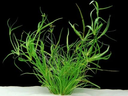 Re plant