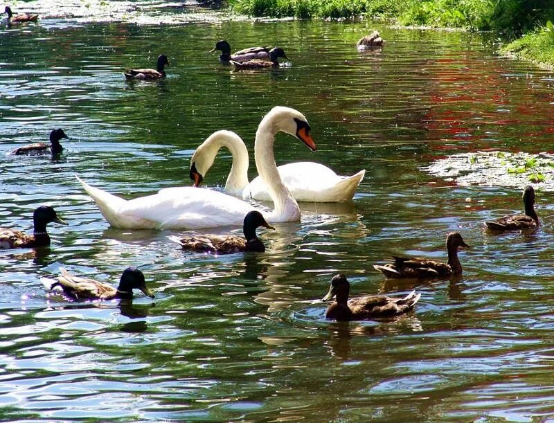 Водоплавающие птицы (лебедь, утка, дикий Гусь).. Парк Царицыно озеро с лебедями. Водоплавающие птицы Московского зоопарка. Утки на озере. Водоплавающие водоемов