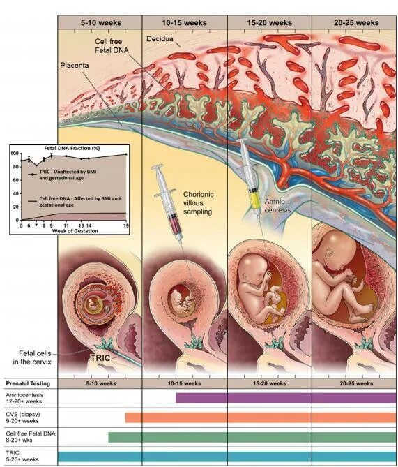 Сделать тест днк во время беременности. Фетальная ДНК. Генетический беременности. Генетика беременной. Генетик для беременных.