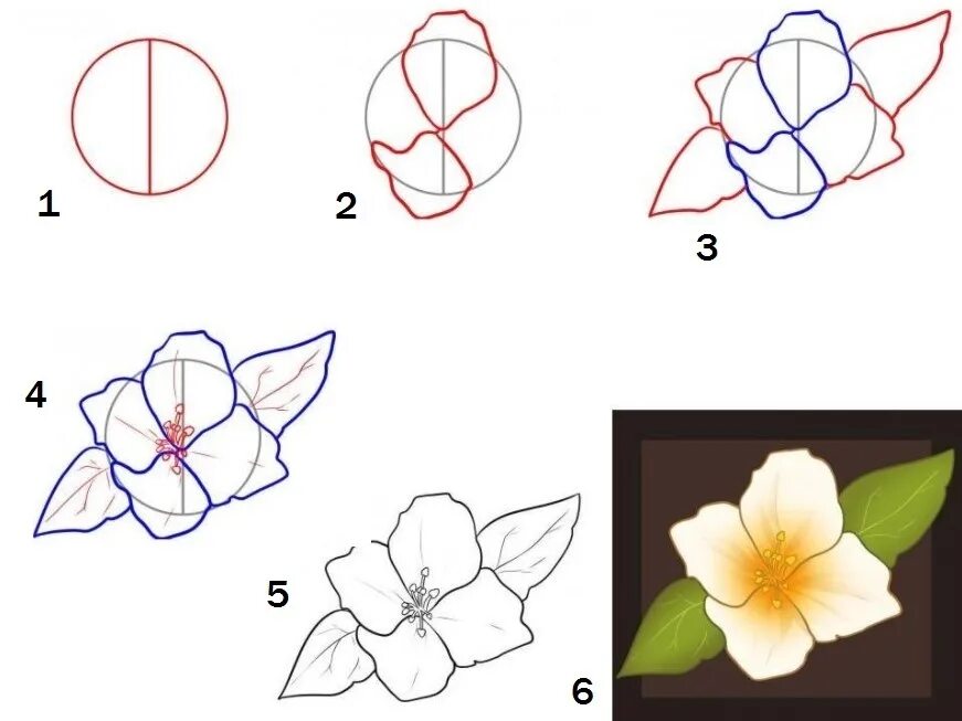 Как нарисовать цветы поэтапно для начинающих