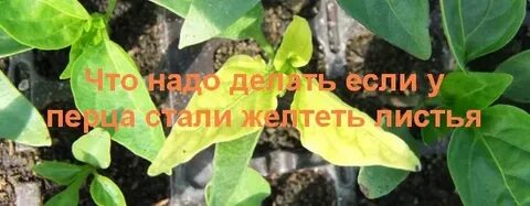 Перец желтеет чем подкормить