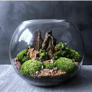 Растения для террариума