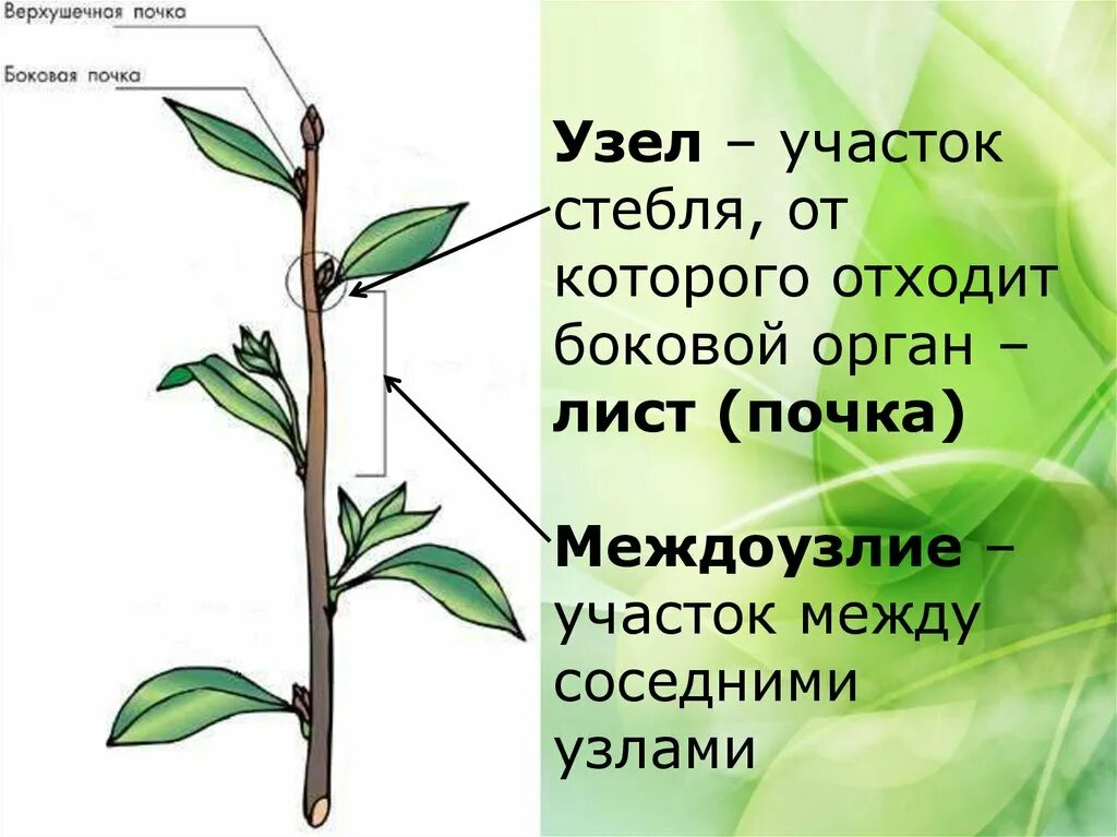 Междоузлие, побег, стебель. Междоузлие у побега. Строение стебля междоузлие. Боковая почка междоузлие верхушечная. Побег состоящий из листьев почек называют