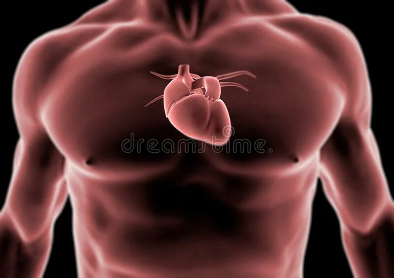 Дом где находится сердце. Расположение сердца у человека. Расположение сердца в груди. Расположение сердца у мужчины. Реальное расположение сердца.