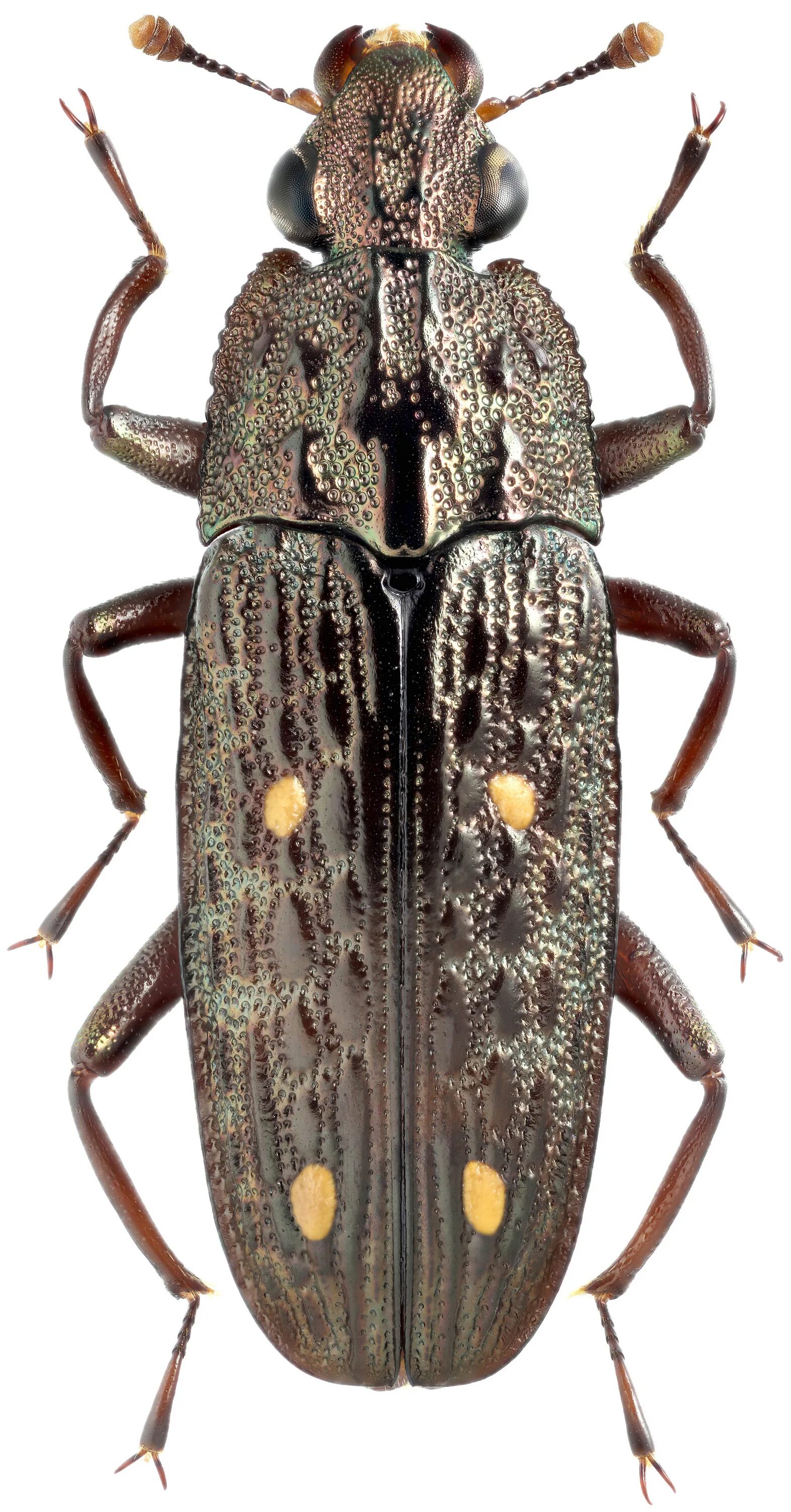 Dorcus Stag beetle, Beetle, Insects