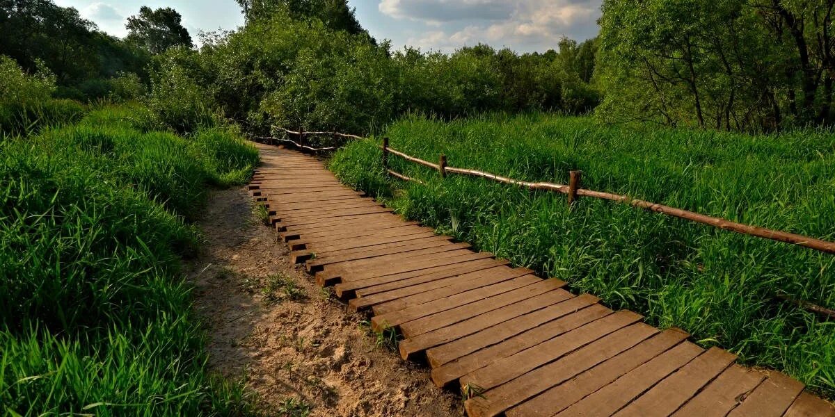 Протоптанная тропинка. Продолжи ряд задания для детей 3 лет. Лесные тропы шварцвальд. Природа тропинка. Лесные тропы шварцвальд осенью.