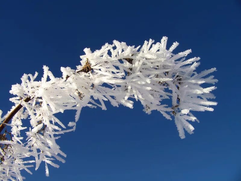 Зимние кружева на деревьях. Кружева в природе. Морозные кружева. Зимнее кружево. Снежное кружево как бахрома.