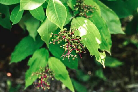 Poison plant