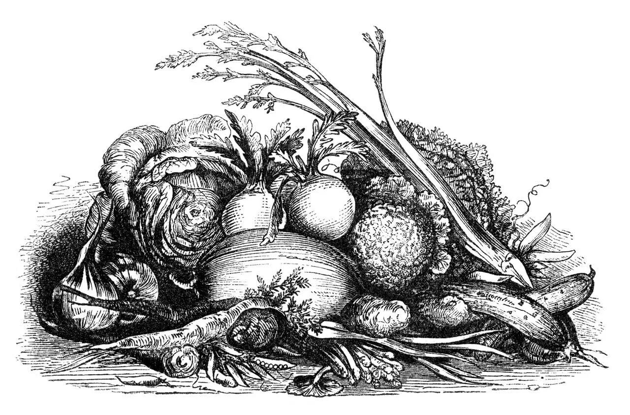 Натюрморт в графике. Старинная гравюра овощи. Зарисовки овощей. Овощи и фрукты Графика. Овощи черное белые