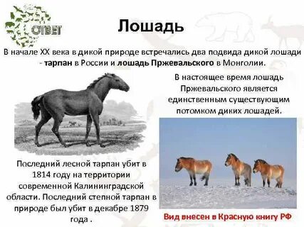 Время лошади