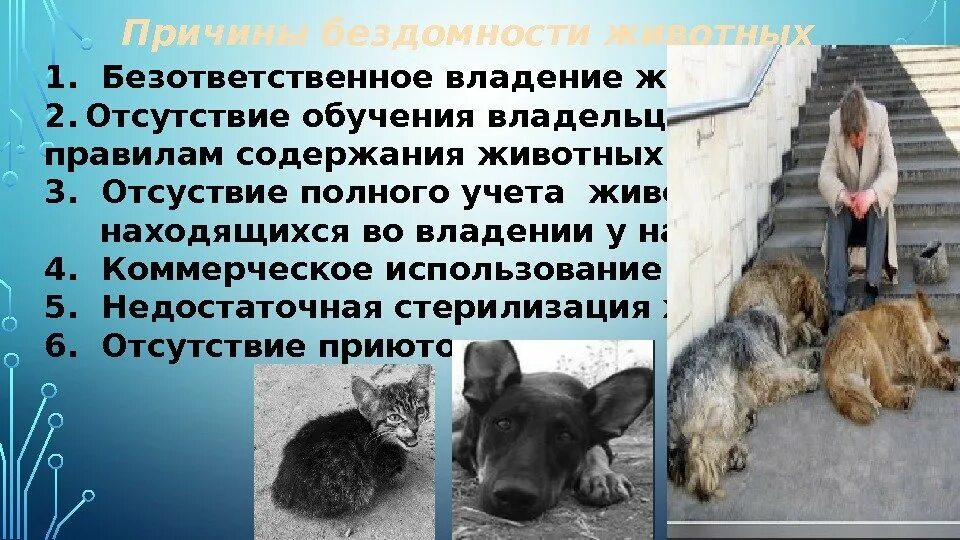 Проблема отношения людей к животным