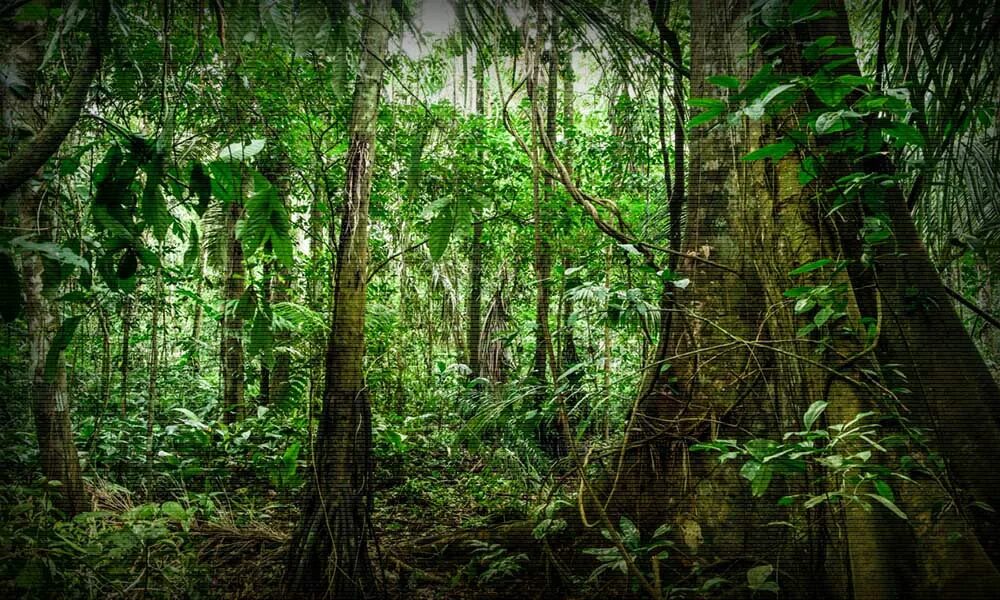 лианы в джунглях индии. сообщение про тропические леса. джунгли для презентации. ядовитые растения джунглей. джунгли описание.