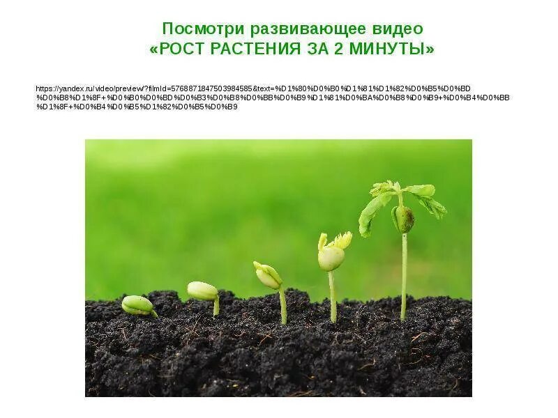 Определение роста растений. Рост растений. условия роста растений. рас рост. условия необходимые для роста растений.