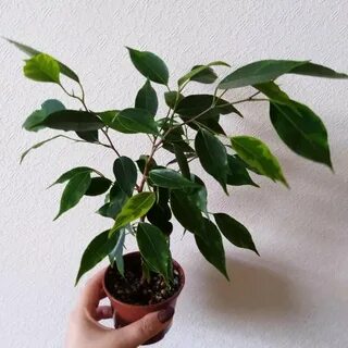 Покажи фикус