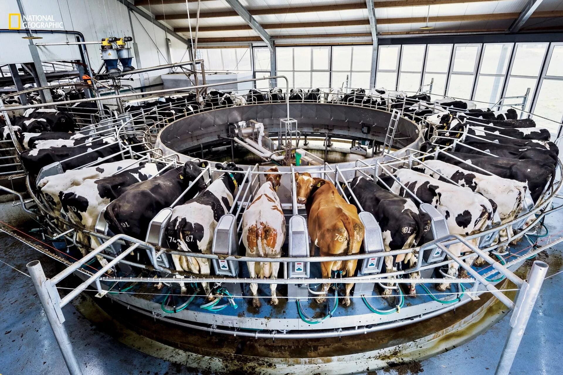 Технологии фермерского хозяйства. Технологии фермерского хозяйства. Роботизированный доильный зал карусель. Молоко ферма. Технология выращивания крс схема.