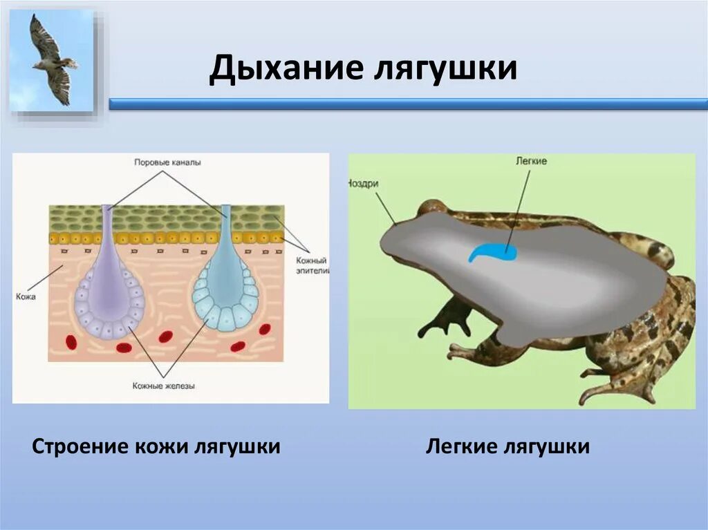 Кожное дыхание у человека. Кожное дыхание лягушки. Строение кожи лягушки. Дыхание Жабы. Строение клетки кожи лягушки.