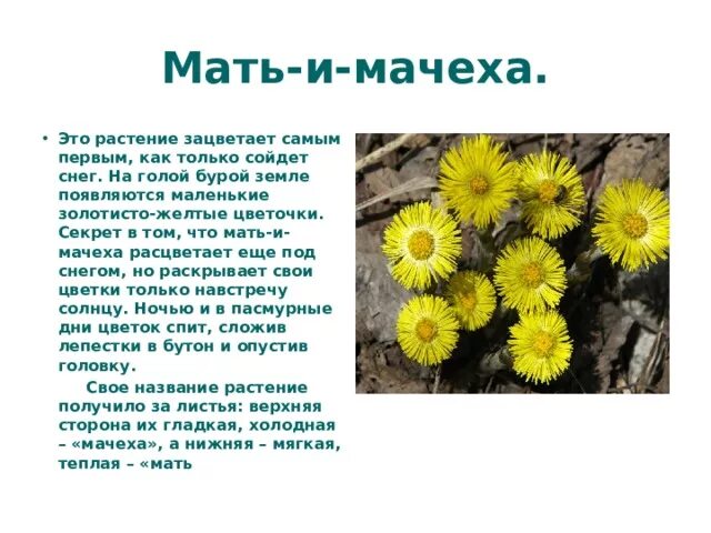 Проект "Весенние первоцветы"
