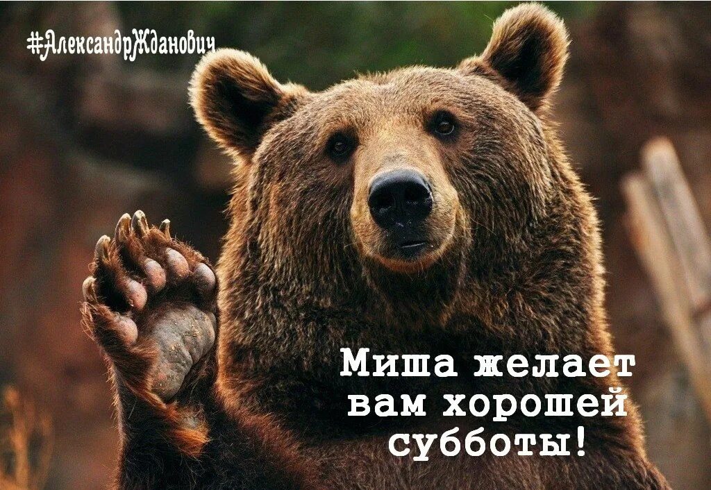 Медведь сидит. Медведь гризли. Белый медведь. Бурый медведь смешной. Хвост медведя.