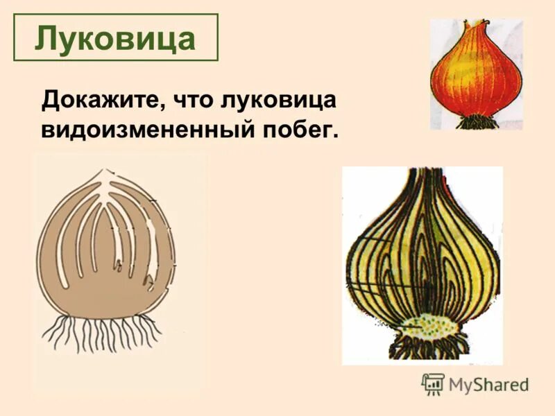 Луковица выполняет функцию. Луковица репчатого лука это видоизмененный побег. видоизменения побегов луковица. побег луковицы репчатого лука. рис луковица видоизмененный подземный побег.