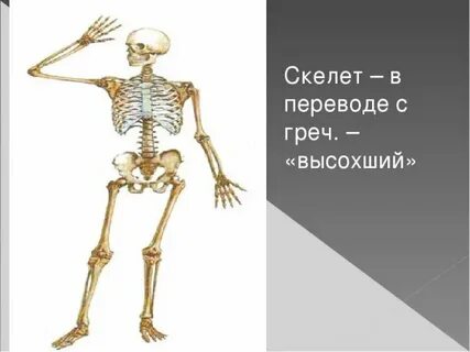 Биология скелет