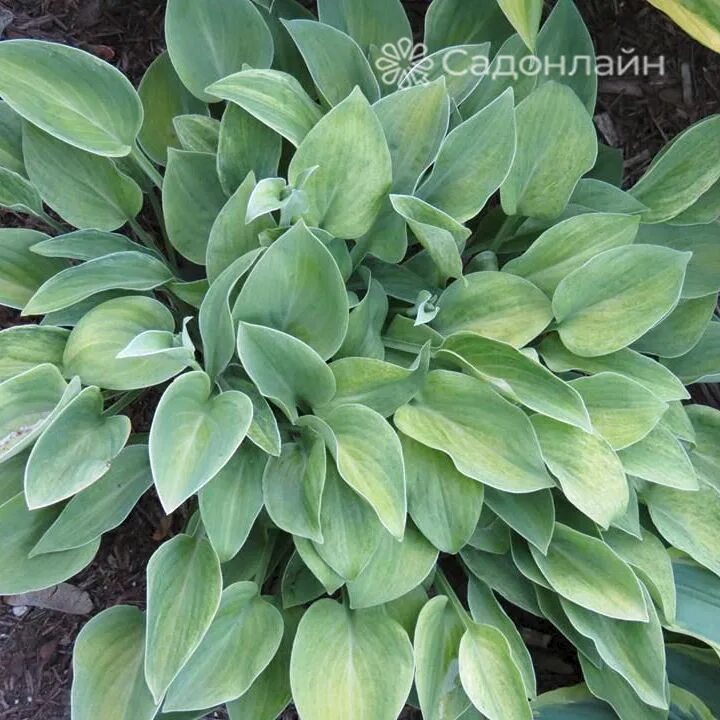 хоста фрейгрант. франзен хосты. хоста beckoning. франзен хоста. хоста гибридная 'invincible'.