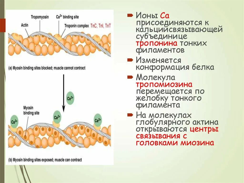 Биохимия мышечная. Биохимия мышечного сокращения. Механизм мышечного сокращения биохимия. Тропонин и тропомиозин в механизме мышечного сокращения. Тропонин биохимия.