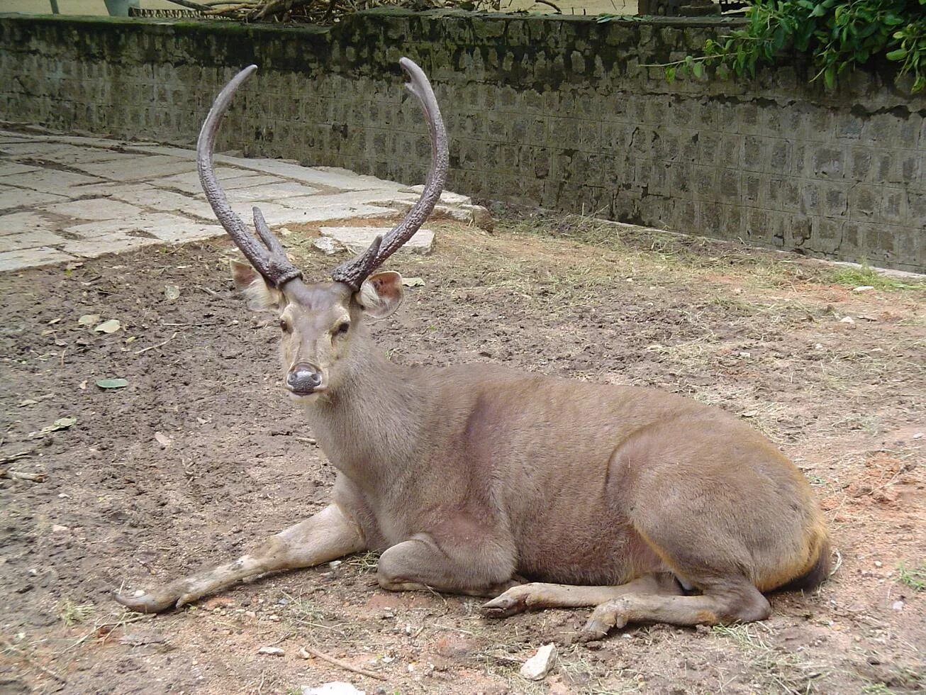 Крупный олень 6. Индийский замбар. Rusa Unicolor — индийский замбар. Олень замбар. Гривистый замбар.