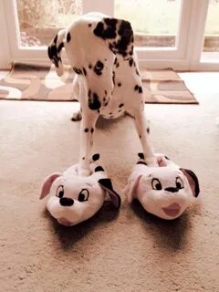 Funny pets 2