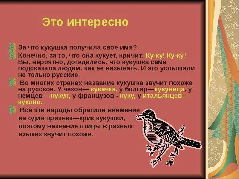 Расскажите о жизни главного героя кукушка. Самые интересные факты о кукушке. Кукушка интересные факты для детей. Факты о кукушке для детей. Интересное о кукушке для детей.