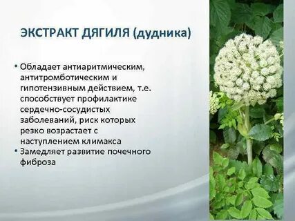 Дудник закон